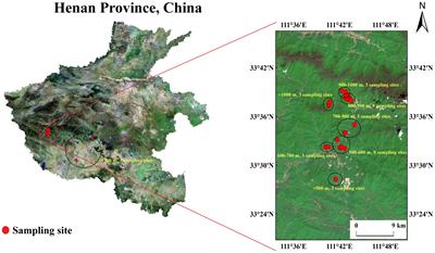 Effect of soil and community factors on the yield and medicinal quality of Artemisia argyi growth at different altitudes of the Funiu mountain